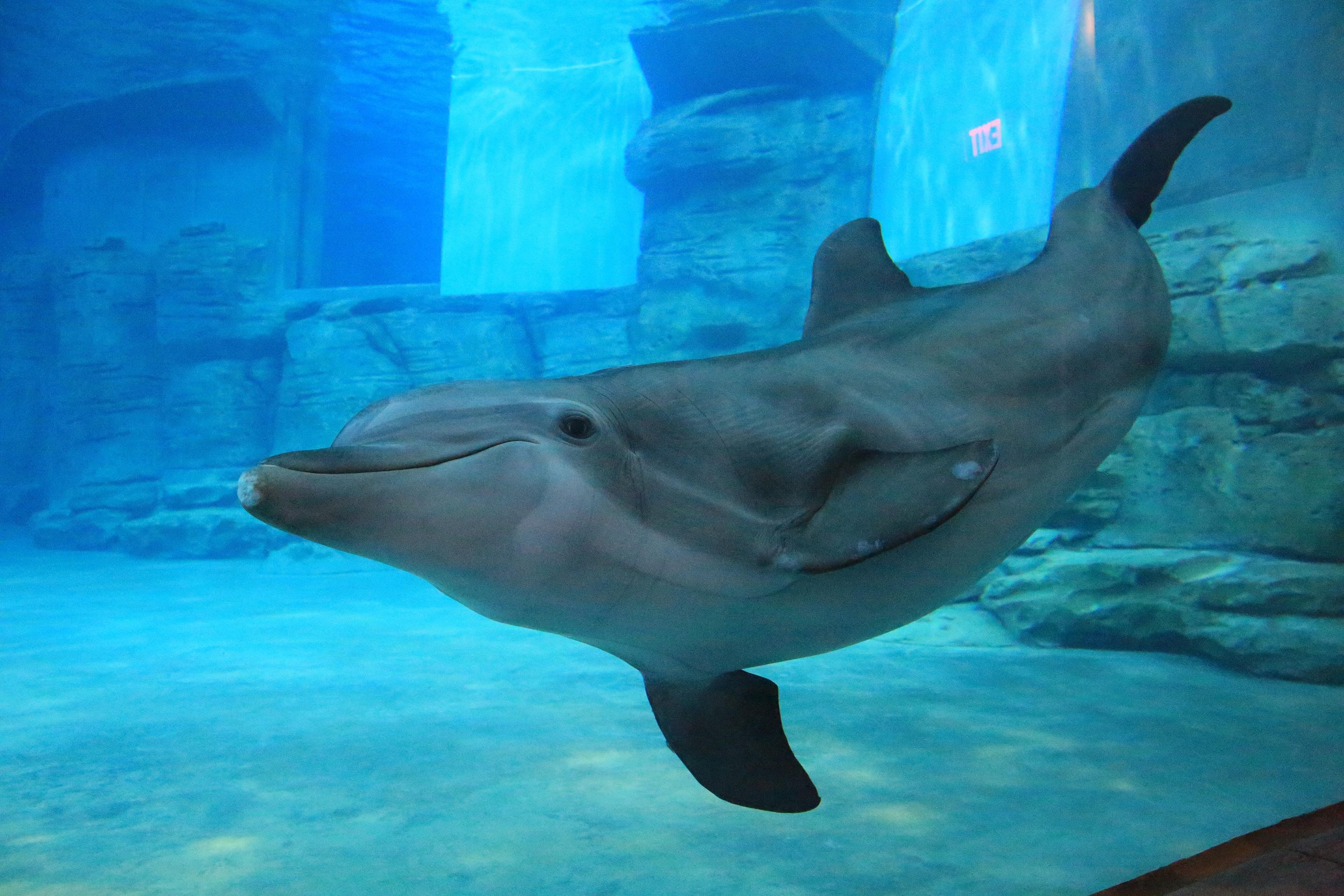 Winter The Dolphin'S Beach Club, Ascend Hotel Collection クリアウォーター・ビーチ エクステリア 写真