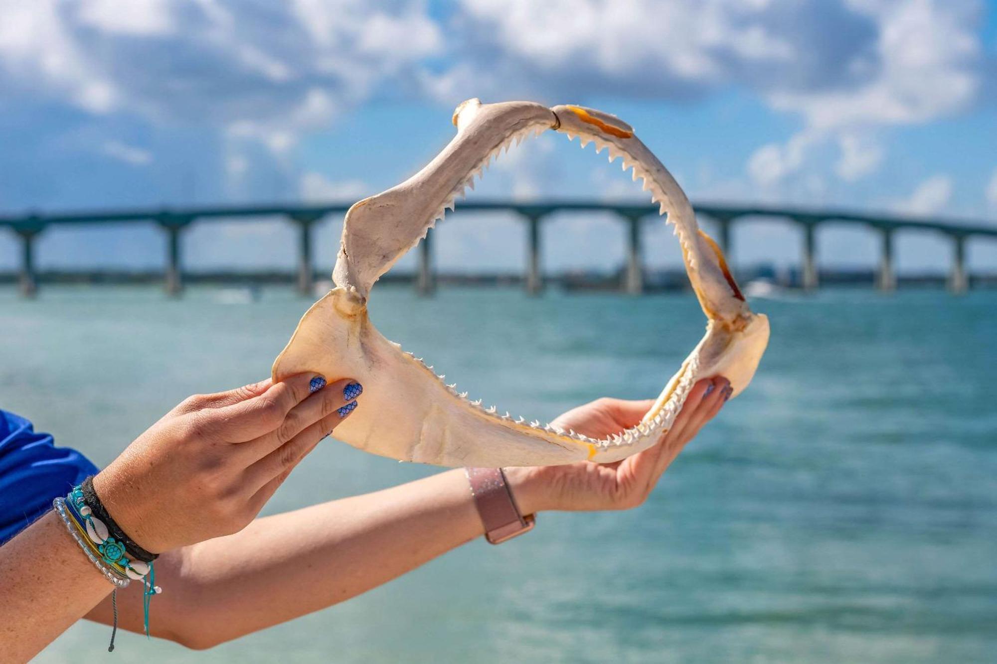 Winter The Dolphin'S Beach Club, Ascend Hotel Collection クリアウォーター・ビーチ エクステリア 写真